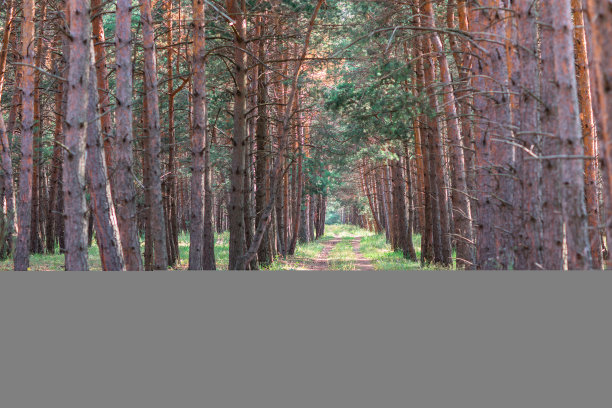 森林里的树木和道路图片下载