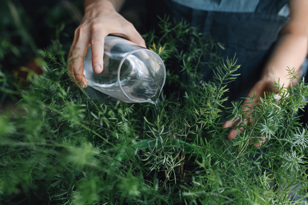 一个不认识的女人的手浇灌植物，现代园艺概念图片下载