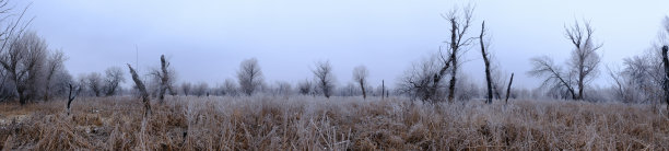 树枝上结霜图片下载