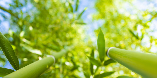 (选择性聚焦)在一个阳光明媚的日子里，一片散焦的竹林令人惊叹的景象。日本京都岚山竹林。自然，绿色背景与复制空间。图片下载