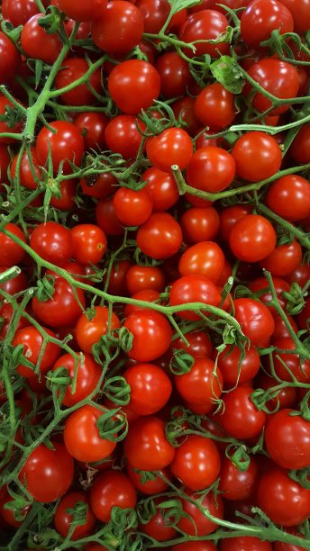 特写的有机生长本地生产的新季节樱桃番茄在藤上图片下载