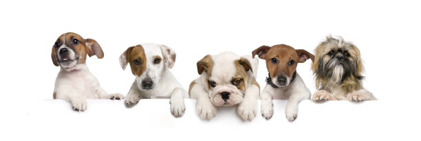 一群狗，宠物，倚靠在一个白色的空板上图片下载