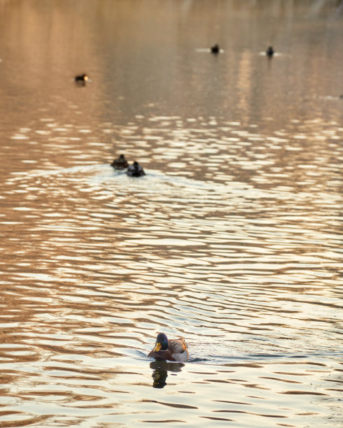 野鸭是鸭科游丝的一种。日落时分，一对公鸭和母鸭从河里游过来。Green-headed鸭子。俯视图图片下载