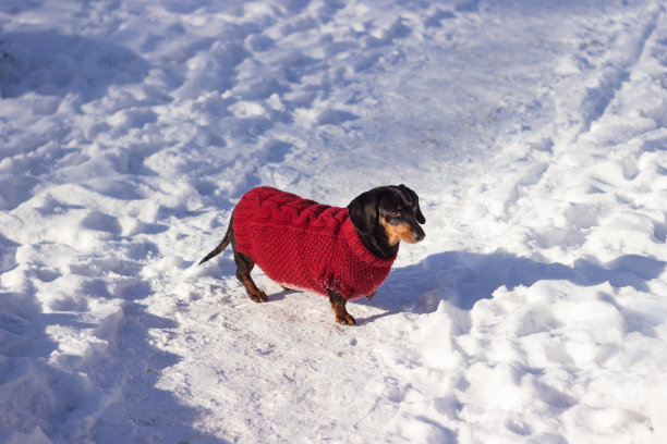 这只黑色的腊肠狗穿着红色的针织连衣裤，在阳光明媚的日子里站在雪地里。宠物的衣服图片下载