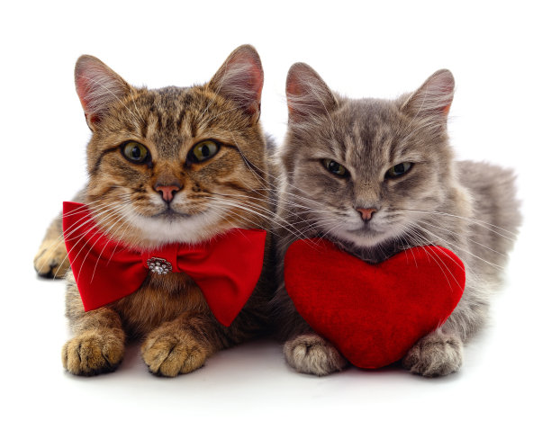 猫和红心。图片下载