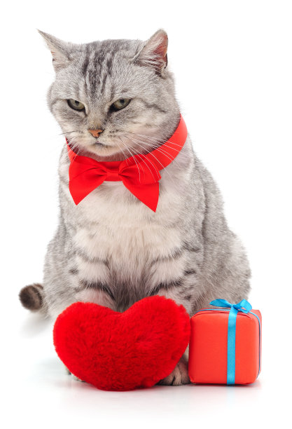 有玩具心的猫。图片下载