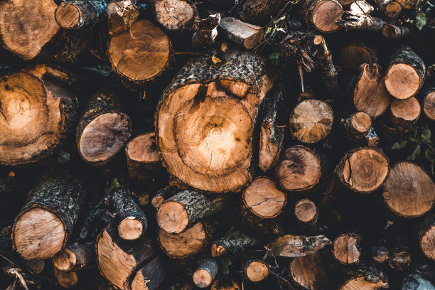 树桩背景图片下载