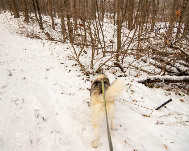 哈士奇在安大略汉密尔顿的雪地上行走图片下载