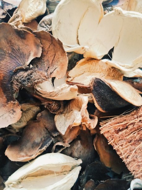 干皮和小块木头图片下载