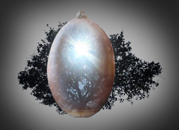 双重曝晒圣栎图片下载