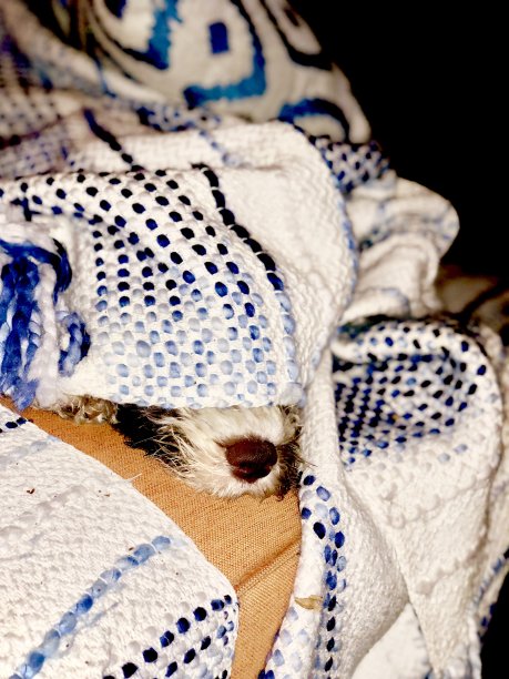 人类最好的朋友图片下载