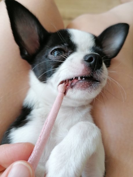 特写镜头:一只吉娃娃小狗坐在一个女孩的膝盖上。图片下载