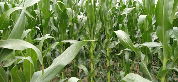 玉米植物特写。种植玉米的田地。农业的概念。土地耕种和作物生产。农业综合企业图片下载