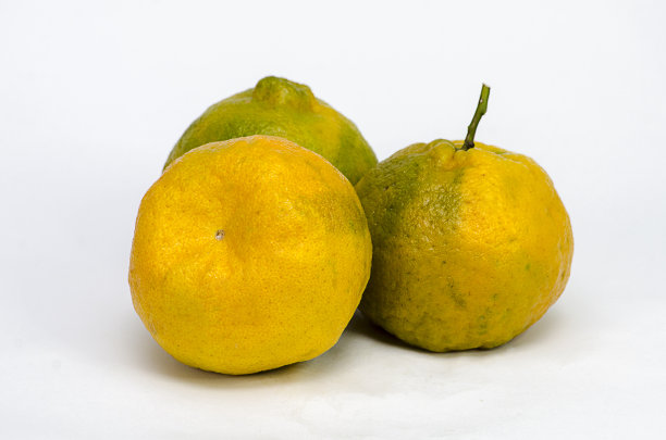 柑橘类水果图片下载