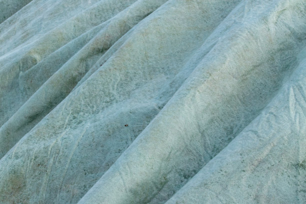 在阳光下盖住甜菜的防水油布。图片下载