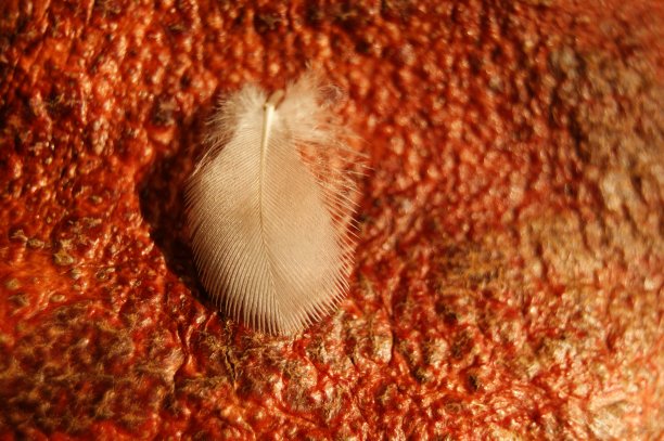 红色背景上的白色羽毛。红色不平的表面上长着白色的小羽毛图片下载