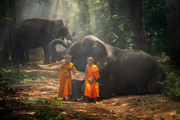在丛林里，和尚和新手与许多大象有说有笑。泰国素林图片下载