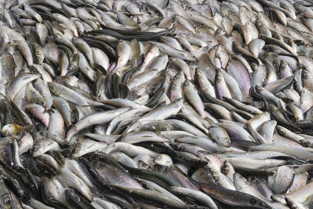 在鱼类加工厂捕获的新鲜太平洋鲱鱼。图片下载