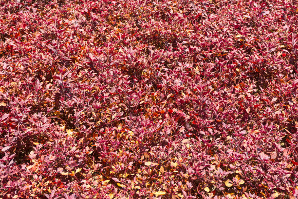 一种美丽的小灌木，有浓密的红色叶子图片下载