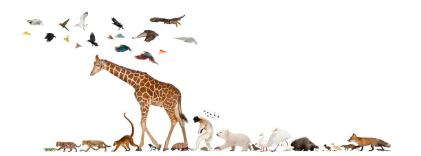 许多动物成群逃跑，排成一行，孤立无间图片下载