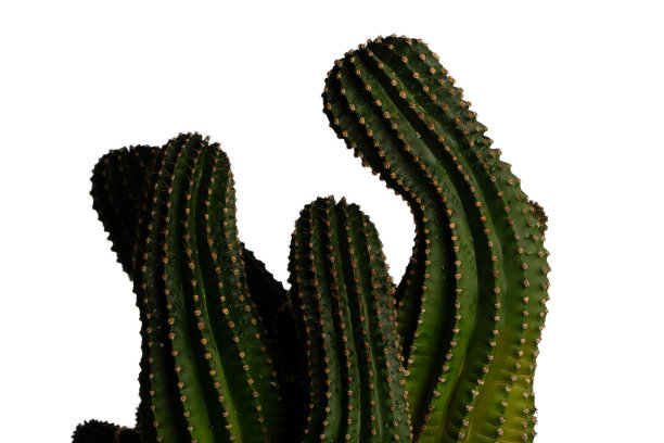 巨大的绿色仙人掌茎图片下载