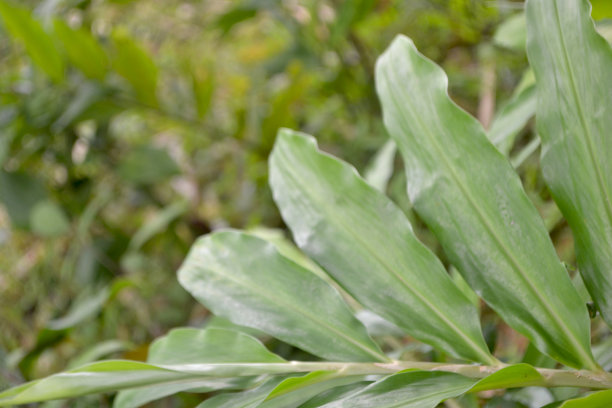 这是一张姜布·斯佩特贝尔·格里夫在热带雨林花园叶子的特写照片图片下载