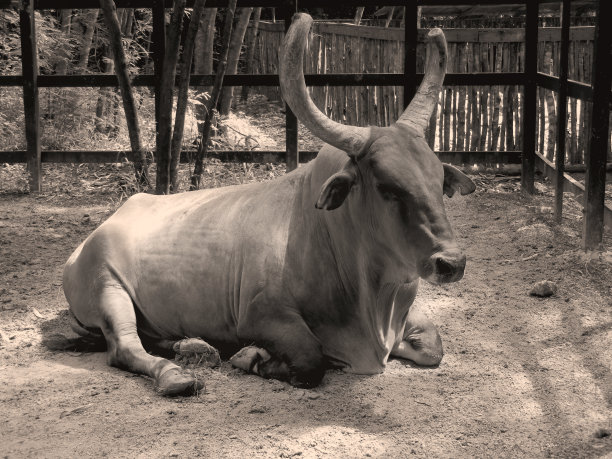 水牛躺在地上。乌贼摄影图片下载