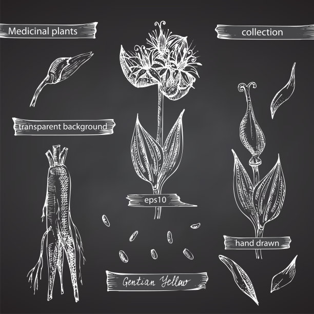 将手绘的龙胆黄，白色的生命和花朵隔离在黑板背景上。复古的图形设计。植物素描，雕刻风格。向量。图片下载