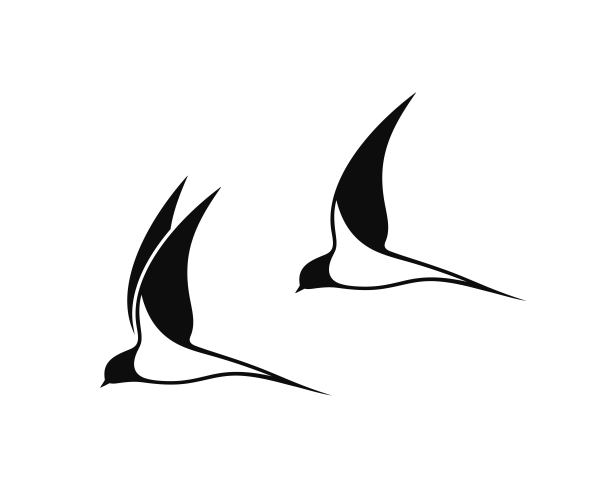 燕子的标志。孤立的燕子在白色的背景图片下载