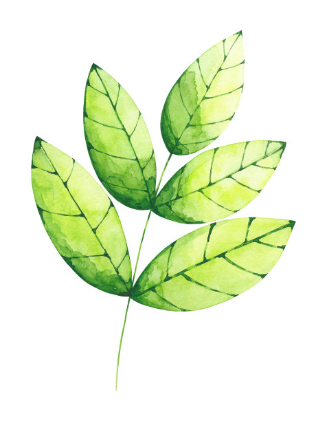 水彩绿叶剪辑艺术图片下载