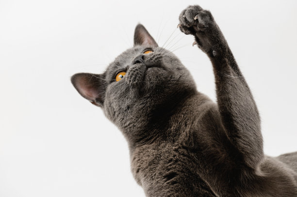 查特鲁猫伸出爪子图片下载