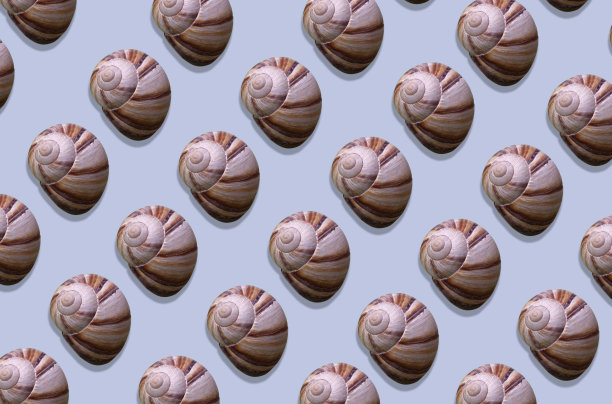 浅蓝色背景上的粉红色海贝。夏季和海上度假概念。自然背景。模式海贝壳图片下载