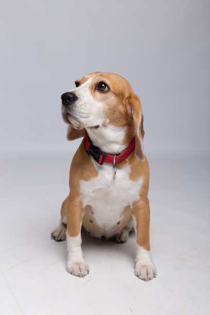 一只狗坐在白色背景上的肖像。图片下载