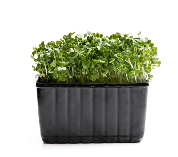 白底上孤立的西洋菜沙拉图片下载