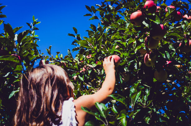 夏天，孩子用手从树上采摘美味的红苹果。图片下载