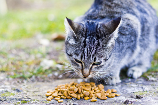 正在吃猫粮的猫咪图片下载