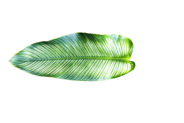 花盔莲叶，在白色背景上孤立的热带叶图片下载