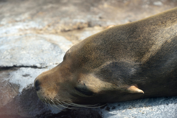 一个熟睡的密封图片下载