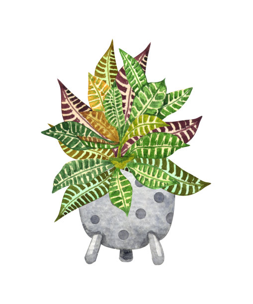 Croton植物，盆栽室内植物，孤立在白色背景。水彩盆栽插画。家居装饰。图片下载