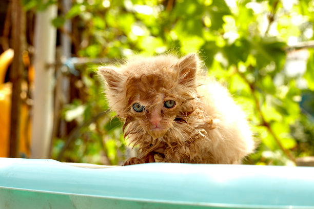 湿红小猫在绿色的背景。图片下载