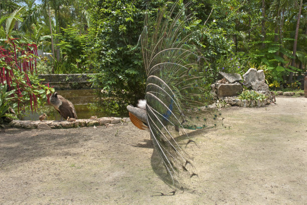 展开羽毛的孔雀图片下载