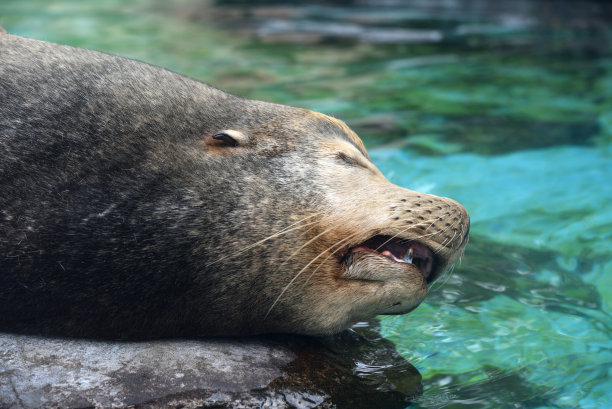 一个熟睡的密封图片下载