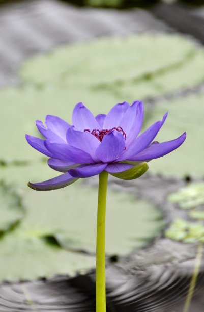 睡莲的池塘图片下载