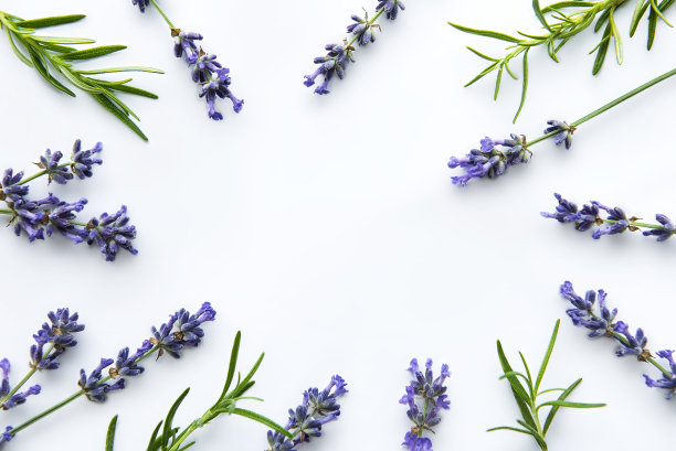 薰衣草花束，白色背景俯视图图片下载