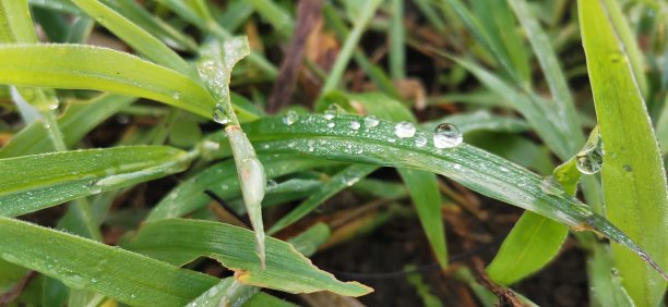 早晨的露印尼图片下载