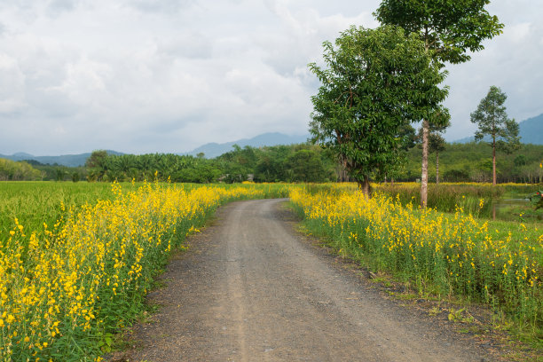 小路或人行道与金黄色的花田野景观与山景和清晰的蓝天为背景的农场图片下载