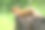 春天的森林里，可爱的小红狐躺在树桩上。图片下载