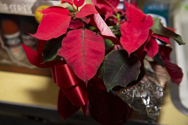 一品红图片下载