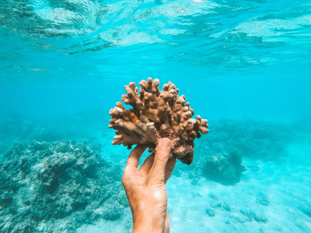 在水下拍摄珊瑚图片下载