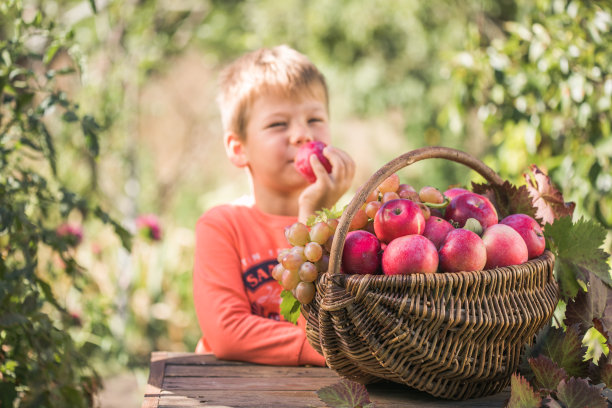 可爱的男孩带着装满成熟苹果的篮子在花园里。苹果丰收。秋天的概念图片下载